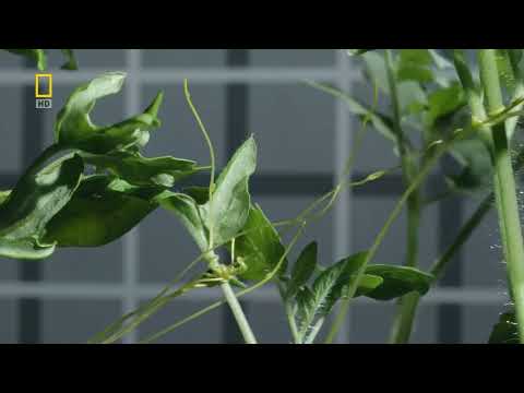 Повилика - паразит и вампир