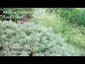 Almanac Gardener Featuring J. C. Raulston - Cool Colors Almanac Gardener Featuring J. C. Raulston - Cool Colors