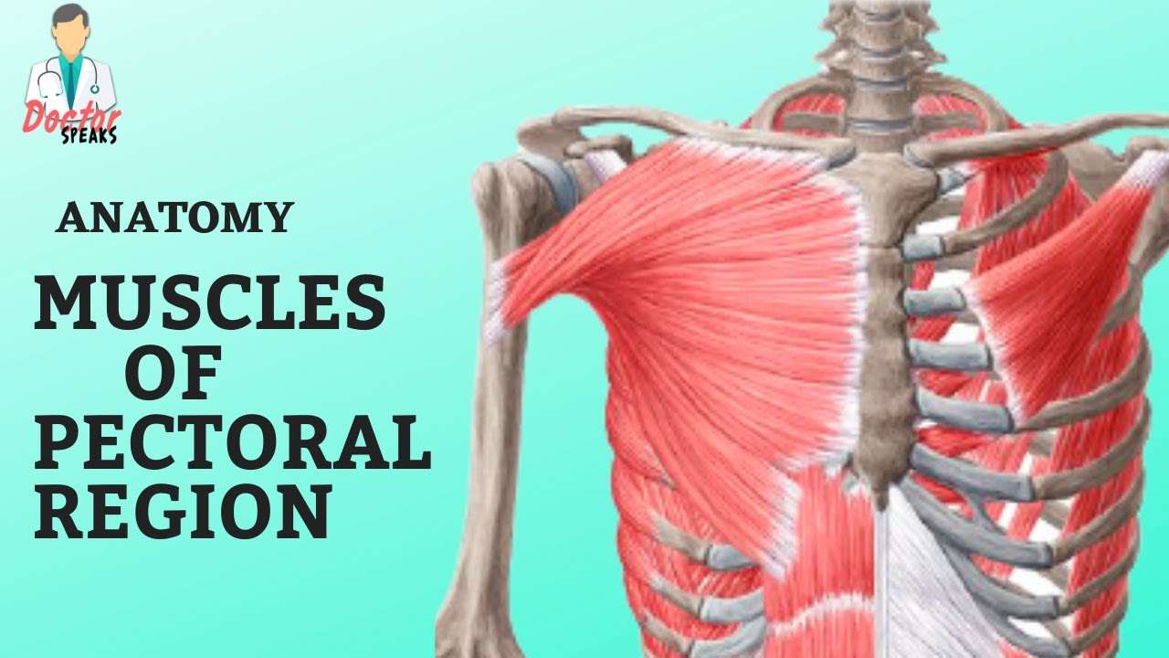 Anatomy | Muscles of Pectoral Region - A Quick Overview