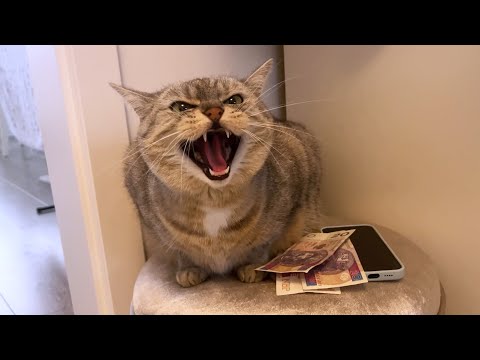 No need for guard dogs when you have guard cats