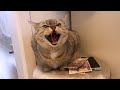 No Need For Guard Dogs When You Have Guard Cats