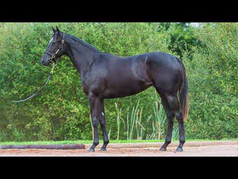 2021 October Yearling Sale - Lot 197 f. WOOTTON BASSETT x BAYNUNAH