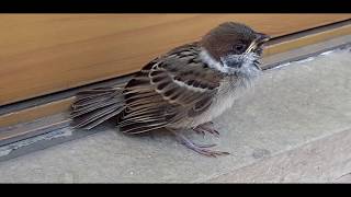 [閒聊] 台中專門清麻雀鳥巢