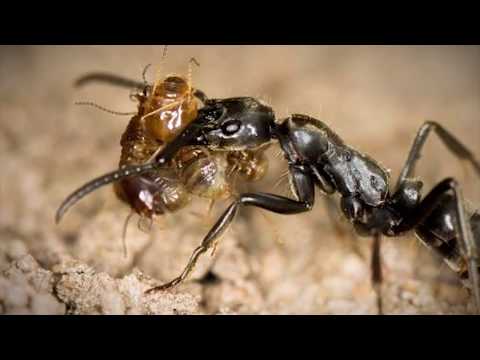 5 Strangest Things Found In The Amazon!