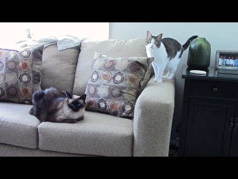 How To Stop Cats From Scratching Furniture