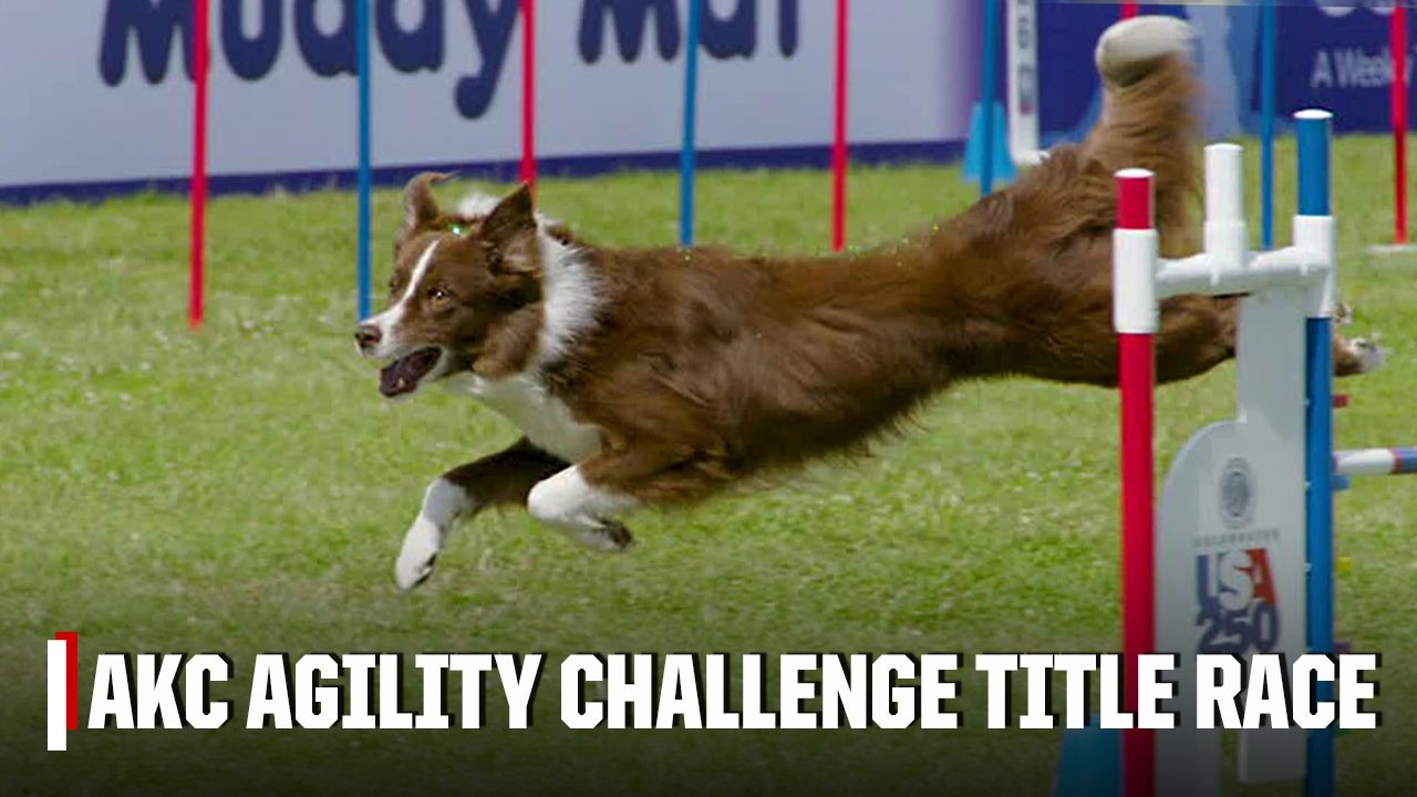Team Boston wins inaugural AKC Agility Team Challenge 🏆