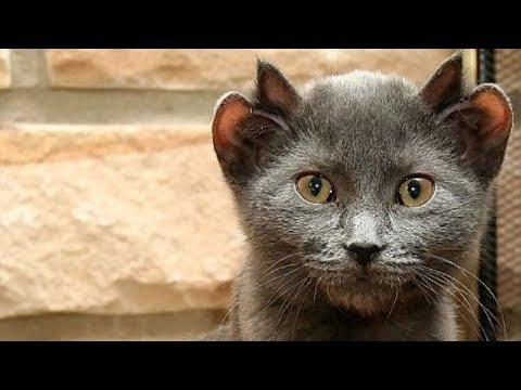 Rare Cat Is Born With 4 Ears – Yoda They Named Him