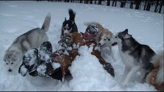 Huskies ruin his snow angel