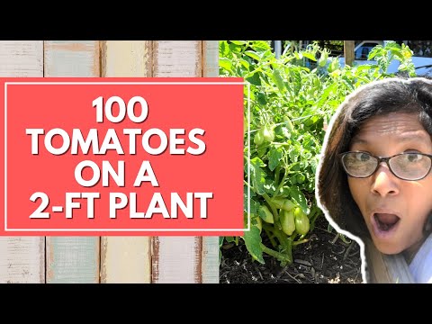 What's the SECRET? My short San Marzano plant has a hundred tomatoes!
