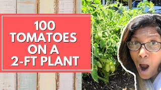 What's the SECRET My short San Marzano plant has a hundred tomatoes!