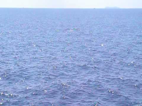 Baby Whale Makes a Cheery Lunch Companion