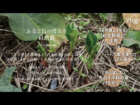 10月に種まきする野菜のレタスサラダ