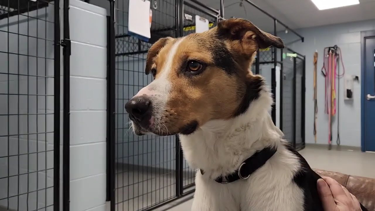 Enlarge Colt, a Adoptable mixed breed in Marshfield, WI video 5/5