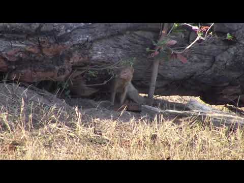 Djuma: slender mongoose - 16:23 - 11/05/18