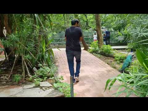 Rushil and Pranil chasing the Peacock