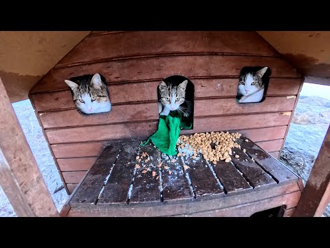When the street cats learned that snowfall was coming, they took their places inside the cat houses.