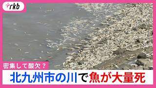 川で大量の魚が死ぬ　エサを求めて群れが過密化し酸欠・窒息死か　臭いも発生　北九州市若松区