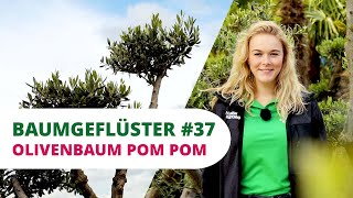 Olivenbaum  'Pom Pom' Dekoschale video