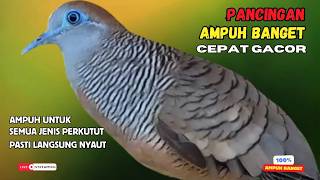 Download lagu PERKUTUT LOKAL GACOR Pancingan Burung perkutut Pagi Hari Agar Cepat Bunyi Terus - Zebra Dove 203 mp3 Download lagu PERKUTUT LOKAL GACOR Pancingan Burung perkutut Pagi Hari Agar Cepat Bunyi Terus - Zebra Dove 203 mp3