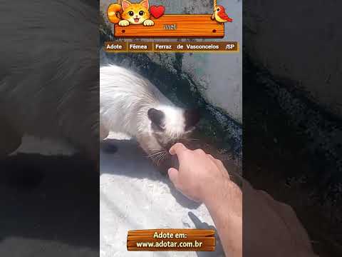 Vídeo de mel