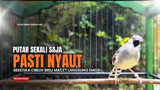 Download lagu suara burung CIBLEK GACOR NGEBREN Pancingan Ciblek Semi bahan jadikan ciblek kristal gacor Tarung mp3