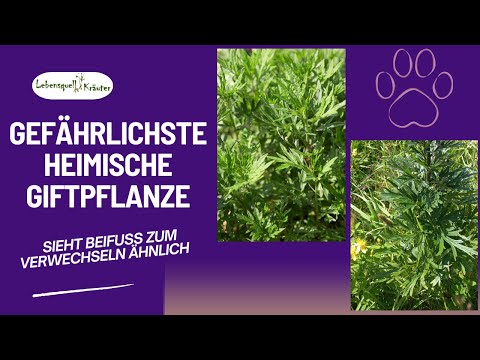 Gefährlichste heimische Giftpflanze sieht Beifuß zum verwechseln ähnlich