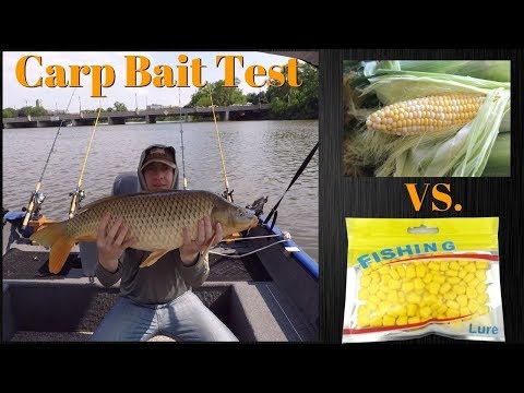 Fresh Corn vs. Plastic Corn | Carp Bait Test