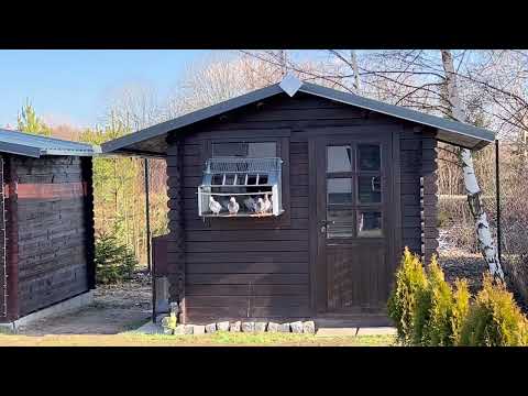 Erster Freiflug der Jungtauben 2022/First free flight of the youngsters