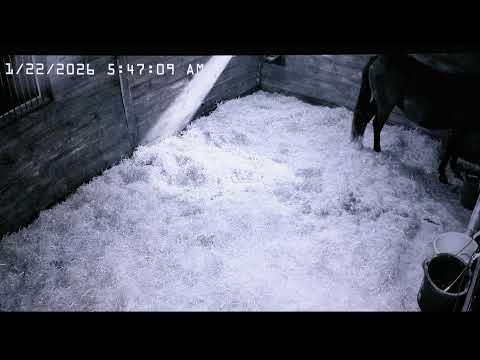 Foal Watch Live Cam 01.21.26