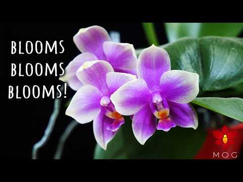 Orchids in Bloom June 2024 - Still having Zygopetalum blooms 🤭