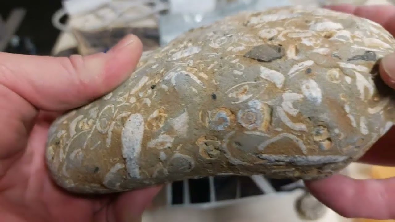 Mamlambo Fossils is live!