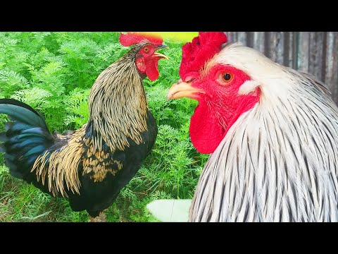 Top 20 Best Rooster Crowing Sounds Compilation Ever! #rooster #roostersound #roostercrowing