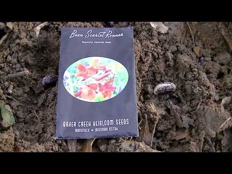 Runner Bean - Scarlet - Seed to plant