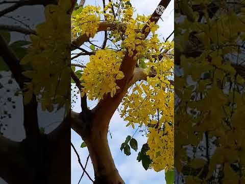 , title : 'Tree with Beautiful Flowers! This isn't an orchid. @Myellie's Channel @Visaya Ng Australia 143'