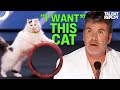 America S Most TALENTED Cats Will Leave You SPEECHLESS