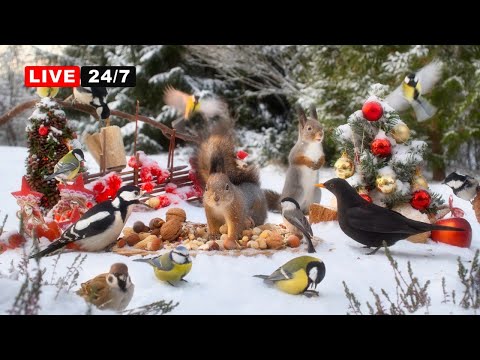 🔴24/7 Christmas CAT TV NO ADS 🎄 BIRDS and SQUIRRELS and Festive Fun with Forest Friends