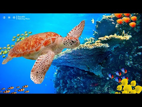 Música relajante y fondos marinos 🎵 Calma la mente 🎵 Quitar la Rabia Interior y la Tristeza