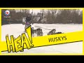 HEA: De husky's kunnen los