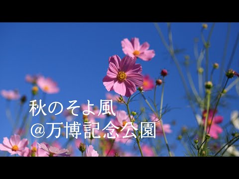 コスモスページです！ 満開のコスモス花芯うるわしき 2025京都西山 - YouTube
