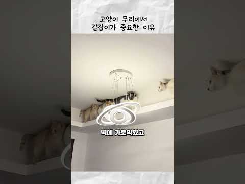 고양이 무리에서 길잡이가 중요한 이유