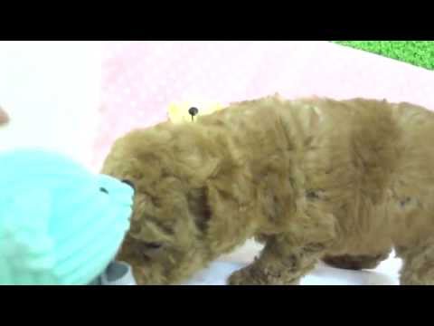 130412-1 トイプードル　アプリコット　♂　3/10生　（4/20撮影）