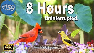 Cat TV 😻 8 Hours of Birds 🐦 and Squirrels 🐿 Uninterrupted TV for Cats 4K No Ads Interrupting