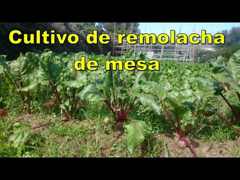 , title : 'Cultivo orgánico de Remolacha de mesa.'