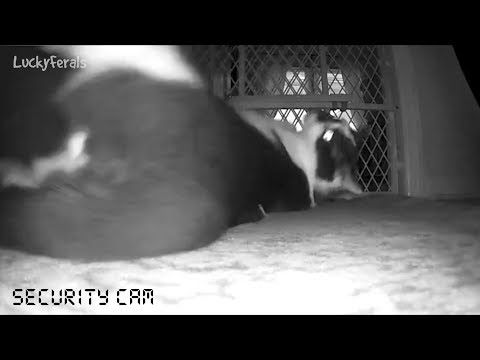 Do Cats Fart? Best Cat Fart Ever Caught On Camera - YouTube