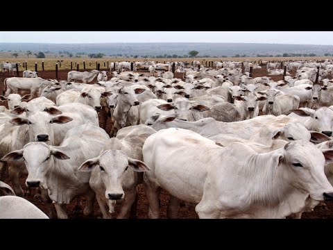 New Beef Producer to Compete with State-Owned Company