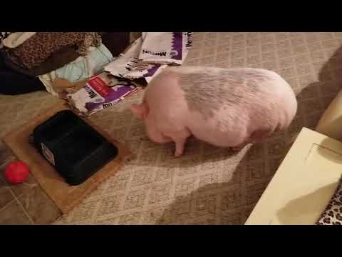 CLEO & MONKEY ARE ON THE CAT TREE TOGETHER 💖 SWEET DREAMS 💖