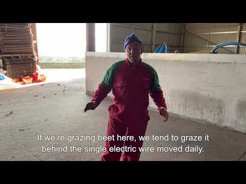 Maximising the Potential of Fodder Beet: 2 Transitioning Livestock onto the Crop