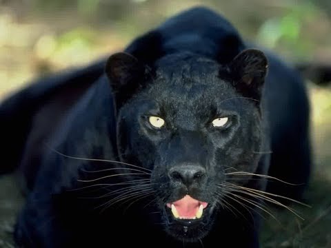 In Search of a Legend: The Black Leopard