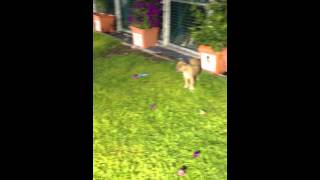 Roco & Dealer   Nocturno