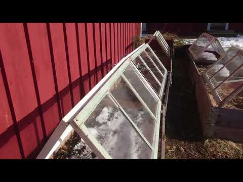 Enkla drivbänkar och tidig spenatodling